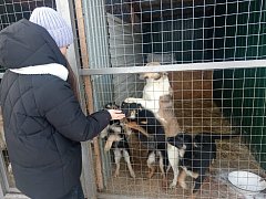 Новогоднее чудо для хвостатых 