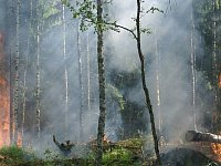 Лесные пожары легче предотвратить, чем потушить