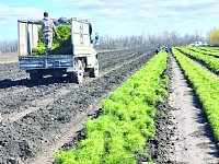 За три года в области увеличили объемы высадки лесов более чем в 3 раза