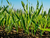 В Ивантеевском районе дан старт весенне-полевым работам!