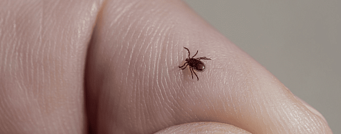 В Саратовской области становятся активными клещи – самое время вспомнить правила безопасности