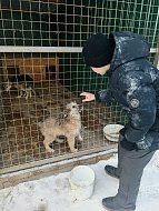 Новогоднее чудо для хвостатых 