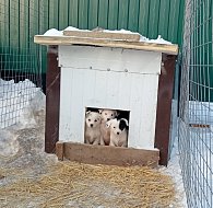 Новогоднее чудо для хвостатых 