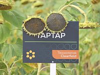 День поля «ЧЕРНАВА»: как это было!